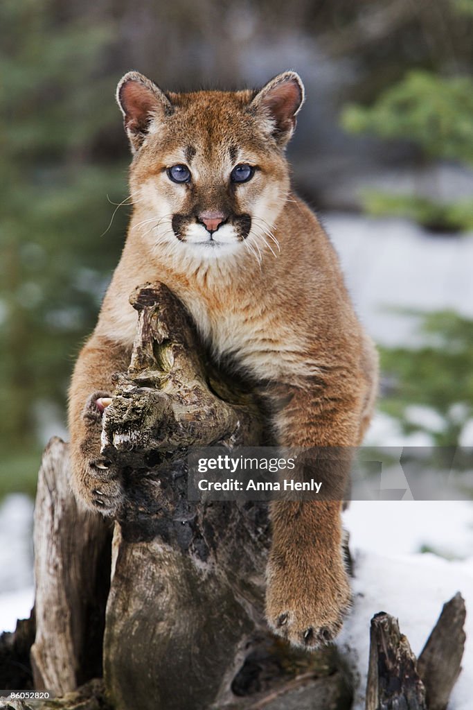 Mountain lion resting on log