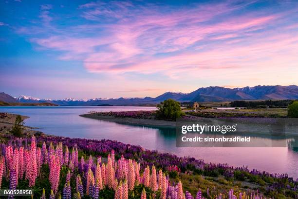 lake tekapo im morgengrauen, neuseeland südinsel - neuseeland stock-fotos und bilder