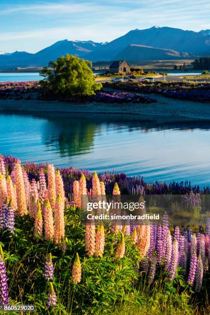 lupinen am lake tekapo, neuseeland südinsel - tekapo stock-fotos und bilder