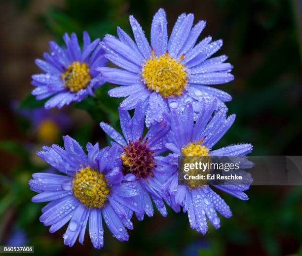 new york aster (aster novi-belgii) with dew - aster novi belgii stock pictures, royalty-free photos & images
