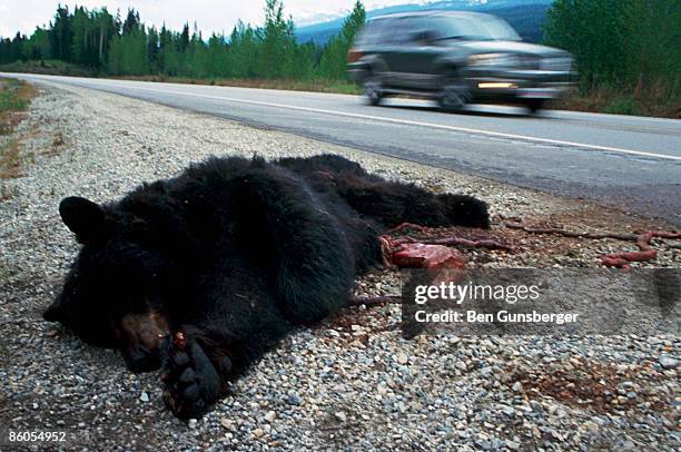dead bear on roadside, near whistler, canada - dead animal stock pictures, royalty-free photos & images