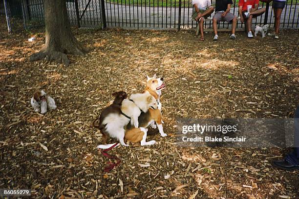 Frisky 40 Playing Frisky Dog Stock Photos, High-Res Pictures, and Images ...