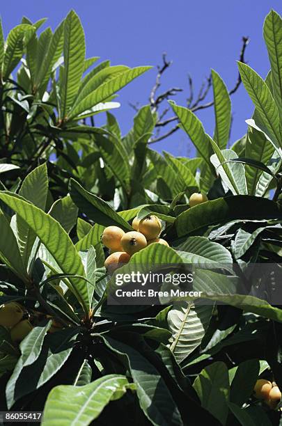 Loquat Gi 460 Loquat Tree Stock Photos, High-Res Pictures, and Images - Getty Images