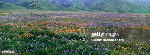 field of wildflowers , tehachapi foothills , california - tehachapi stock-fotos und bilder