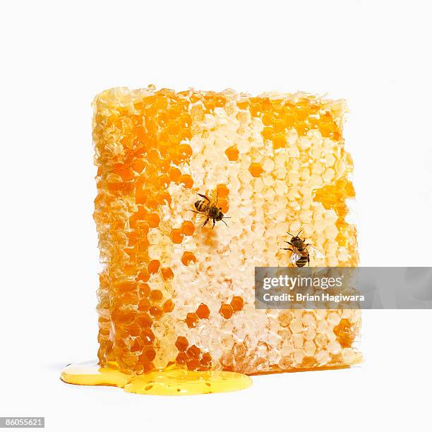 bees on honeycomb - bienenwabe stock-fotos und bilder