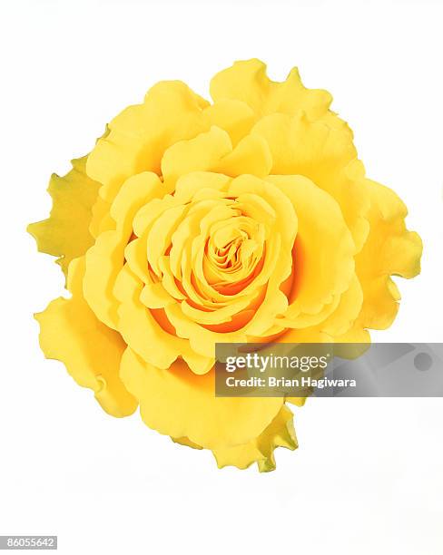 Simply Yellow Roses 3,957 Single Yellow Rose Stock Photos, High-Res Pictures, and Images ...