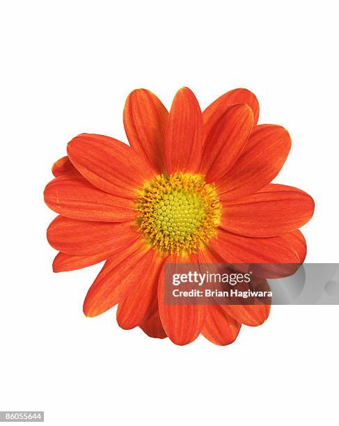 orange daisy - chrysanthemum fotografías e imágenes de stock