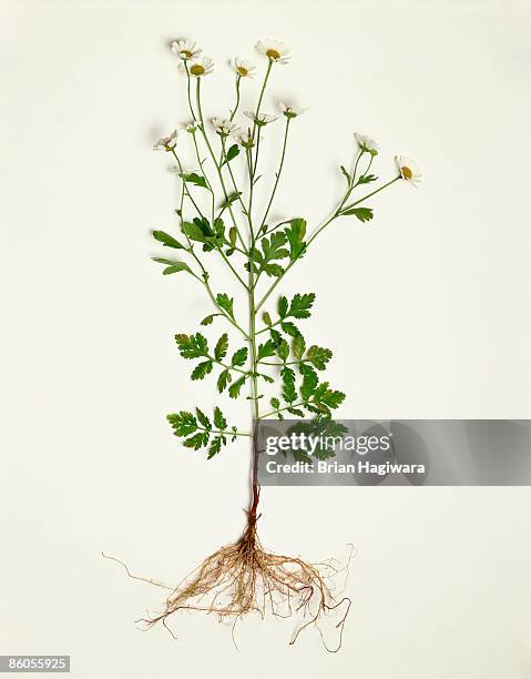 feverfew plant - chrysanthemum parthenium stock pictures, royalty-free photos & images