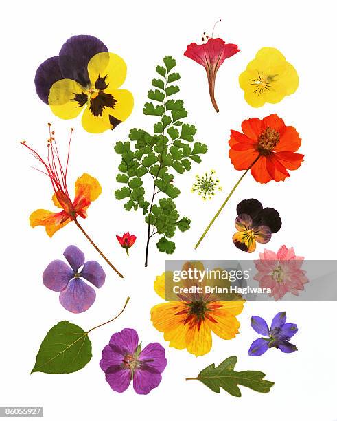 variety of pressed flowers - pansy stock-fotos und bilder