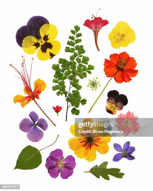 variety of pressed flowers - pansy fotografías e imágenes de stock