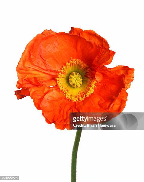 orange poppy - flowers isolated stock-fotos und bilder