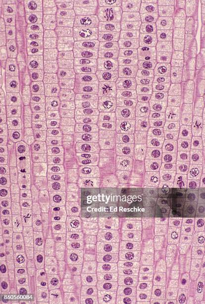 all phases of mitosis--plant mitosis, prophase, metaphase, anaphase, telophase and interphase, onion root tip, 50x - anaphase stock-fotos und bilder