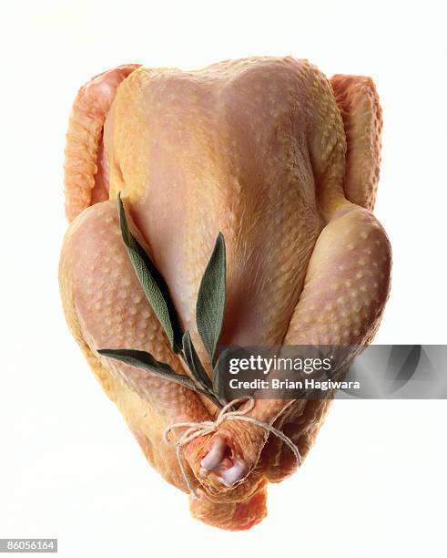 trussed raw chicken with sage - raw chicken stock pictures, royalty-free photos & images