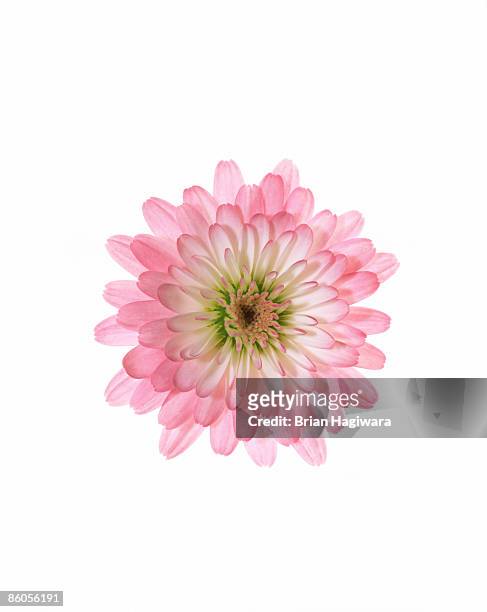 pink chrysanthemum - pink flowers stock-fotos und bilder