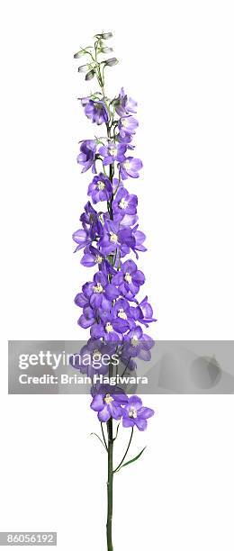 purple delphinium stalk - purple flowers stock pictures, royalty-free photos & images