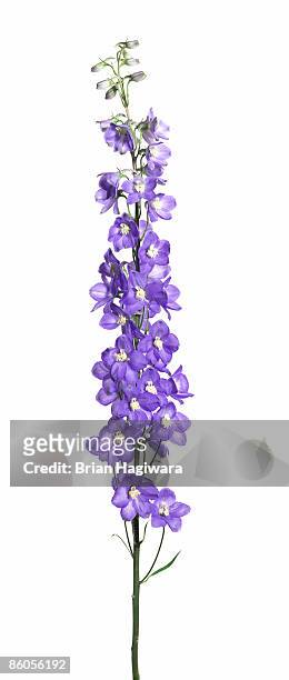 purple delphinium stalk - delphinium 個照片及圖片檔