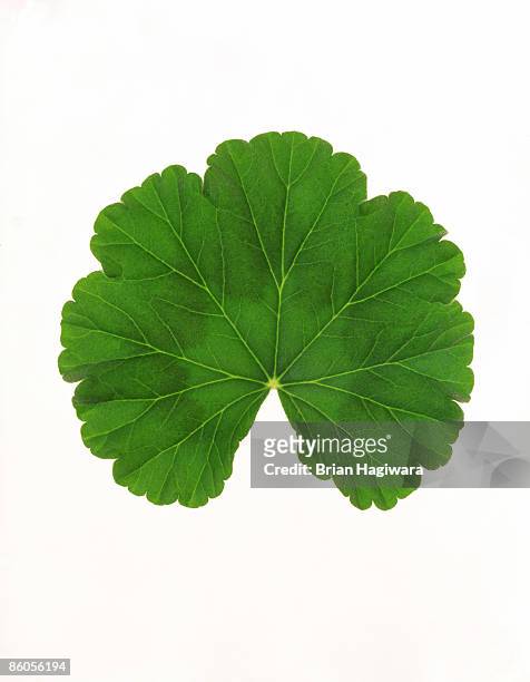 zonal geranium leaf - geranie stock-fotos und bilder