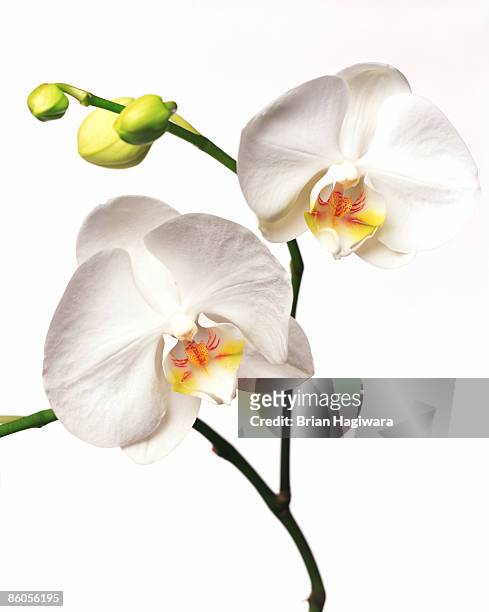 orchid flowers - moth orchid imagens e fotografias de stock