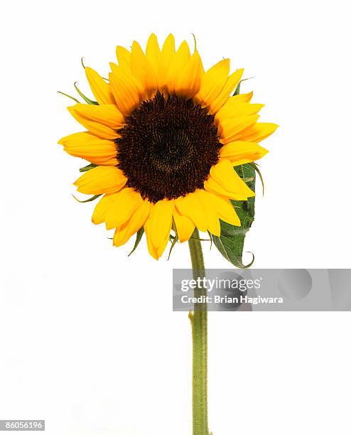 sunflower - helianthus stockfoto's en -beelden