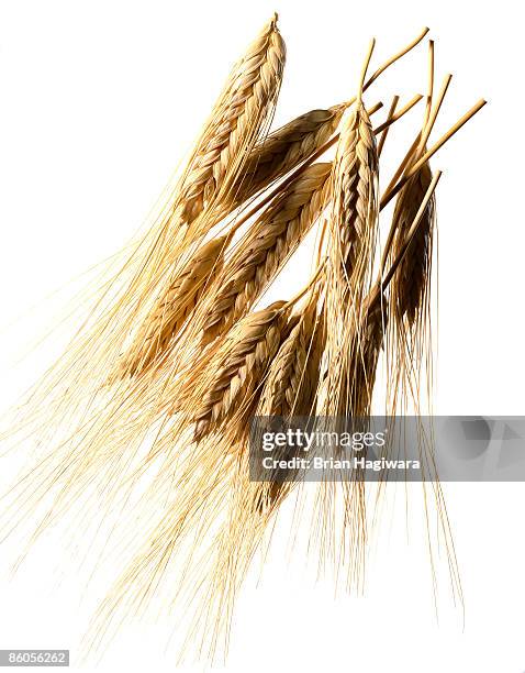 wheat - hafer stock-fotos und bilder