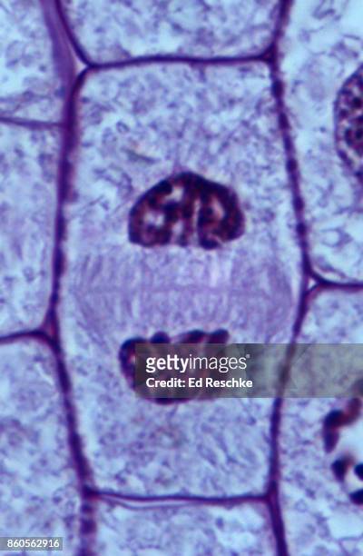 mitosis or cell division in a plant--telophase, onion root tip, 500x - celldelning bildbanksfoton och bilder