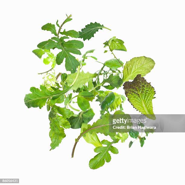 salad greens - leaf vegetable stock pictures, royalty-free photos & images