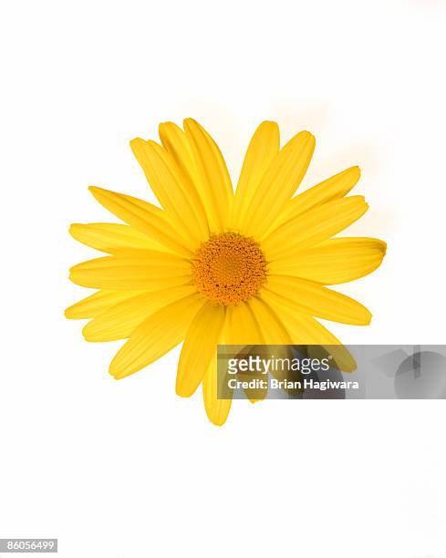 yellow gerber daisy - flores fotografías e imágenes de stock