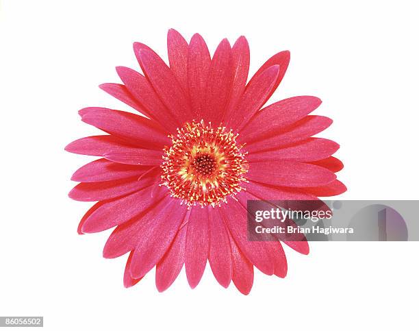 gerbera daisy - transvaal province stock pictures, royalty-free photos & images