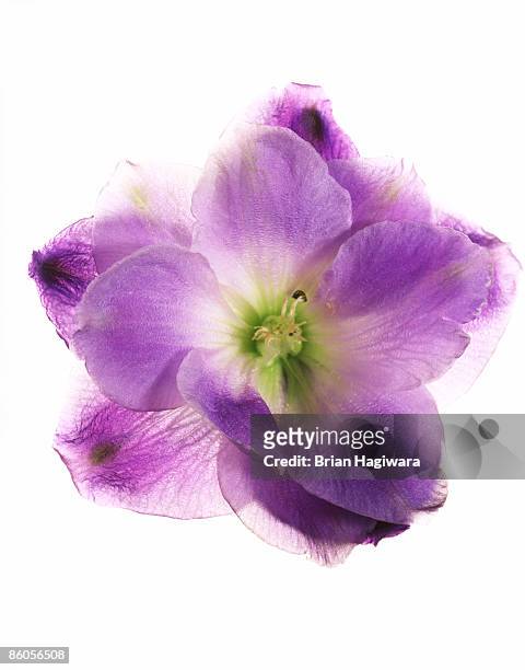 purple delphinium blossom - riddarsporresläktet bildbanksfoton och bilder