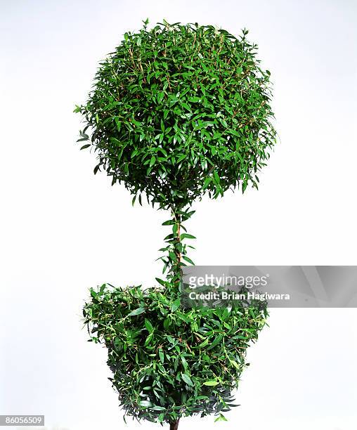 green topiary - bushes stock pictures, royalty-free photos & images