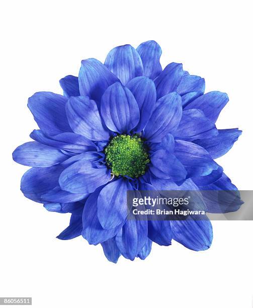 blue chrysanthemum - fiore foto e immagini stock