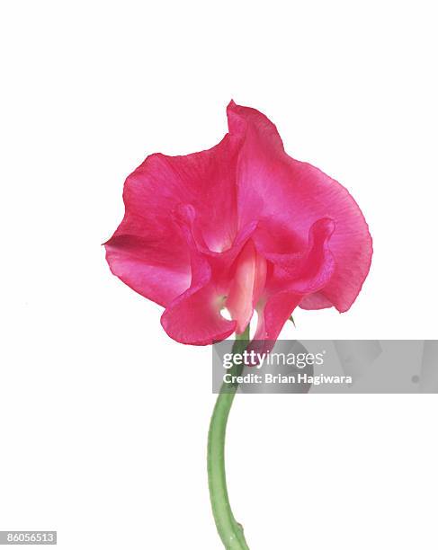 sweet pea blossom - sweet peas stock pictures, royalty-free photos & images