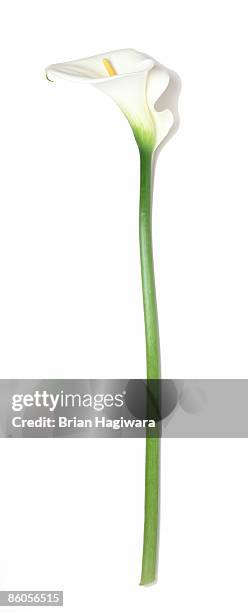 white calla lily - calla lilies white stock pictures, royalty-free photos & images