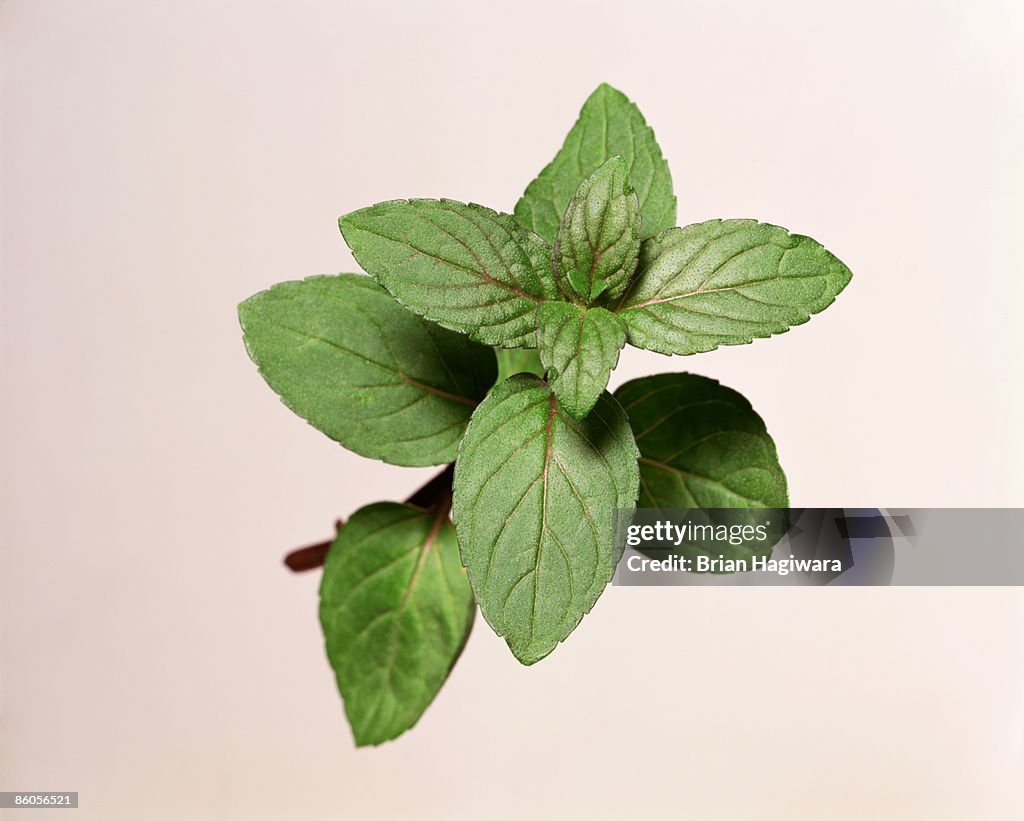 Mint sprig