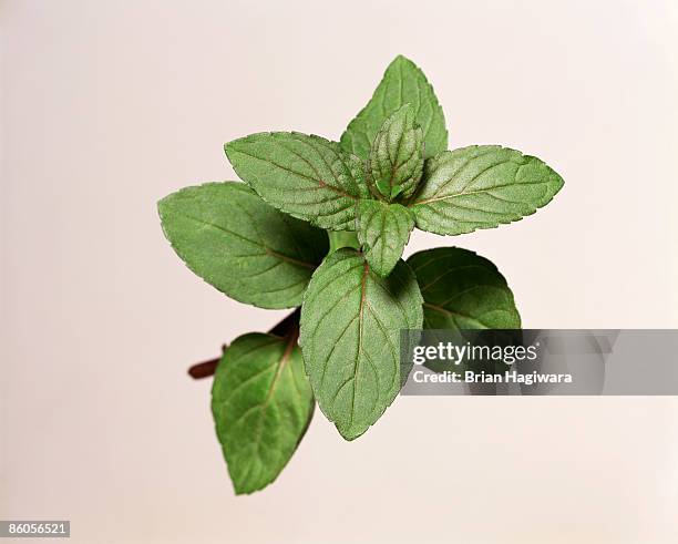 mint sprig - menthe fraîche culinaire photos et images de collection