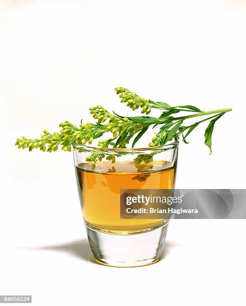 herbal infusion mouthwash - goldenrod stockfoto's en -beelden