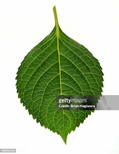 hydrangea leaf - leaf stock pictures, royalty-free photos & images