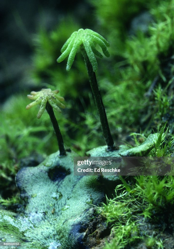 LIVERWORT SEXUAL REPRODUCTION--Archegoniophores which have Archegonia that contain eggs, Marchantia polymorpha