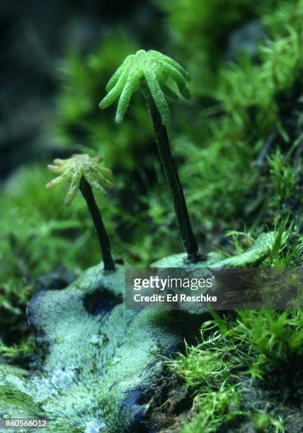 liverwort sexual reproduction--archegoniophores which have archegonia that contain eggs, marchantia polymorpha - prothallium stock pictures, royalty-free photos & images