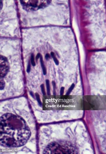 mitosis or cell division in a plant--anaphase, onion root tip, 500x - anafase fotografías e imágenes de stock