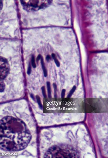 mitosis or cell division in a plant--anaphase, onion root tip, 500x - anaphase fotografías e imágenes de stock