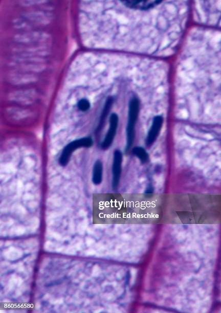 mitosis or cell division in a plant--metaphase, onion root tip, 500x - metaphase 個照片及圖片檔