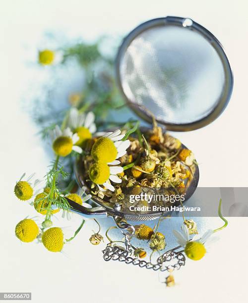 chamomile and tea infuser - infusor de té fotografías e imágenes de stock