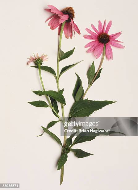 echinacea plant in bloom - equinácea fotografías e imágenes de stock