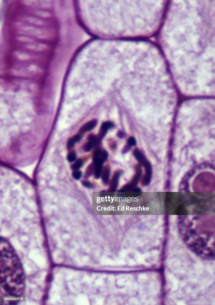MITOSIS or Cell Division in a Plant--PROPHASE (Late or Pro-metaphase) Onion Root Tip, 500X