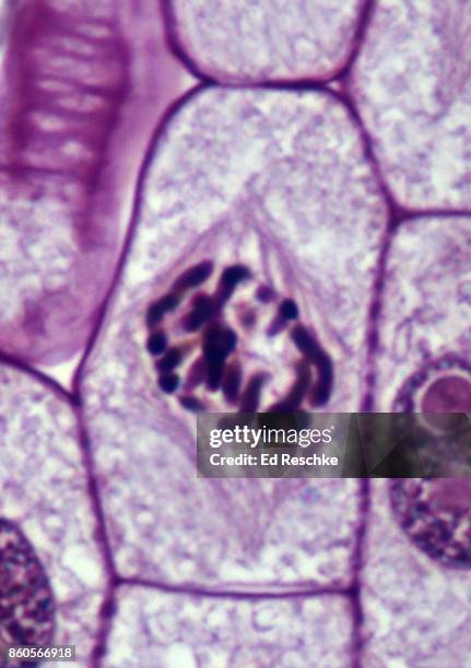 mitosis or cell division in a plant--prophase (late or pro-metaphase) onion root tip, 500x - prophase stock pictures, royalty-free photos & images