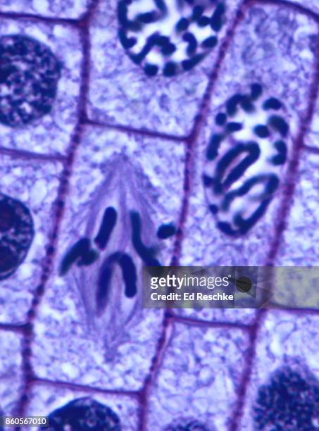 mitosis or cell division in  plant--prophase and metaphase, onion root tip, 500x - prophase stock pictures, royalty-free photos & images
