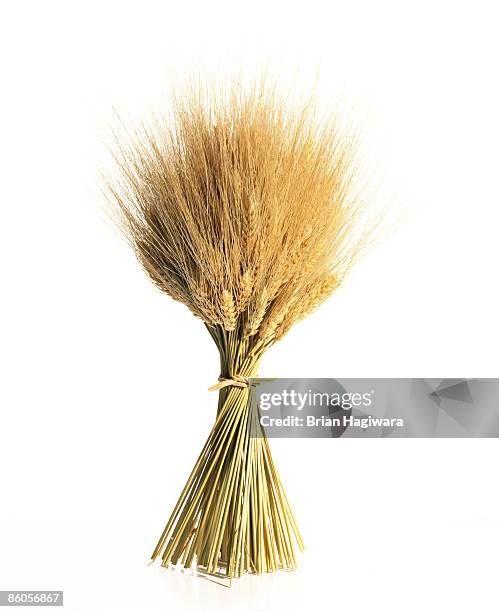 wheat on white - wheat plant stock pictures, royalty-free photos & images