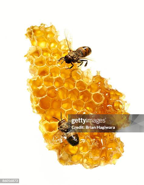 honeycomb with bees - alvéoles photos et images de collection