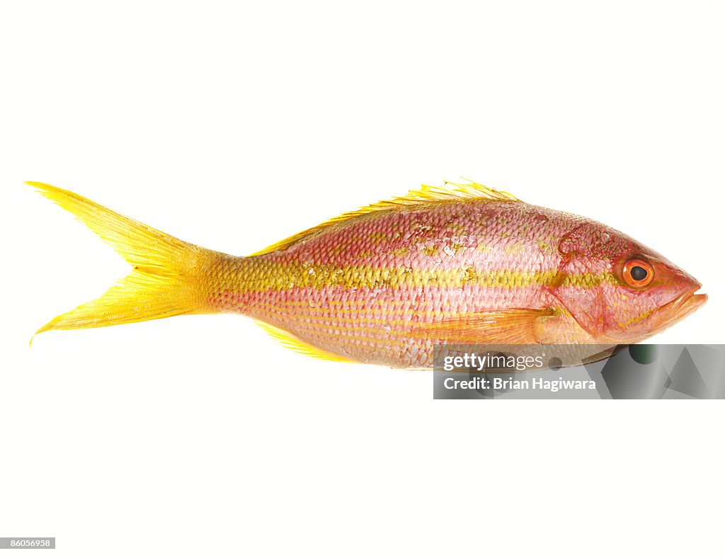 Yellowtail snapper